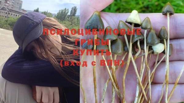 PSILOCYBIN Вяземский